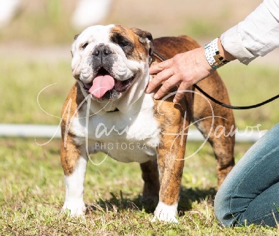 Étalon Bulldog Anglais - Neuvième merveille des Terres d'Alforie