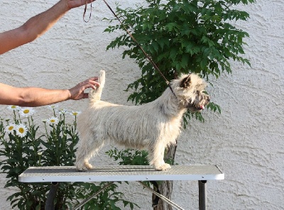 Étalon Cairn Terrier - Mylady du Harpouy D'Auzan