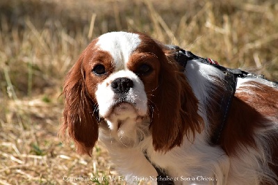 Étalon Cavalier King Charles Spaniel - Pompei Des Griffes de Feu