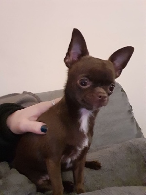 Étalon Chihuahua - Ruth (Sans Affixe)