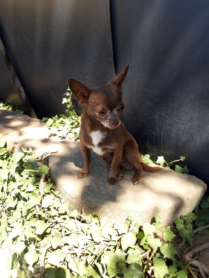 Étalon Chihuahua - Laïko De Los Machucambos