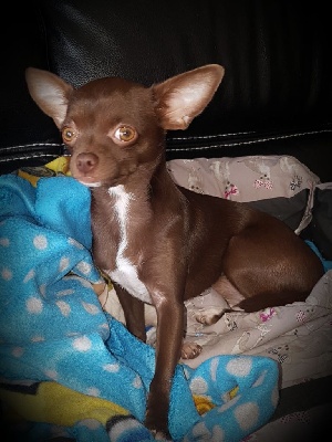 Étalon Chihuahua - Diamondskane Phiby