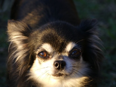 Étalon Chihuahua - Misty des Petits Mots Doux