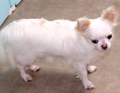 Étalon Chihuahua - Romy glossy dite bigoudi (Sans Affixe)