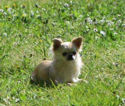 Étalon Chihuahua - Olivia fleur jeanti