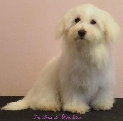 Étalon Coton de Tulear - Reinette de la boîte à malice