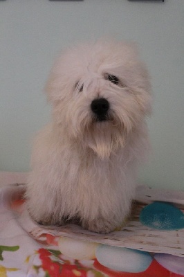 Étalon Coton de Tulear - Nano D'ivandry
