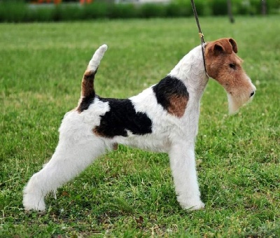 Étalon Fox Terrier Poil Dur - CH. slycey Heart of mine
