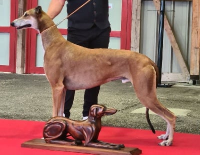 Étalon Greyhound - CH. Graal-Quest Once in a life time