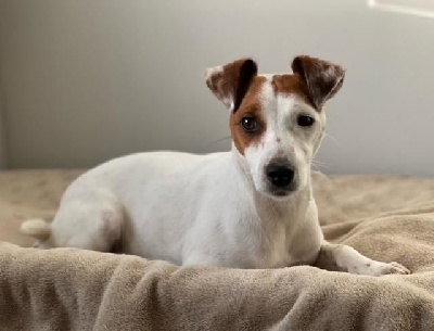 Étalon Jack Russell Terrier - Rebelle des Diamants Verts