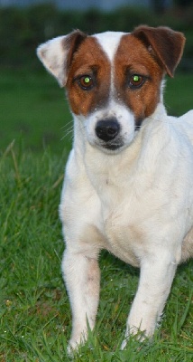 Étalon Jack Russell Terrier - Replay lady forever (Sans Affixe)