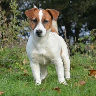 Étalon Jack Russell Terrier - ultra Java