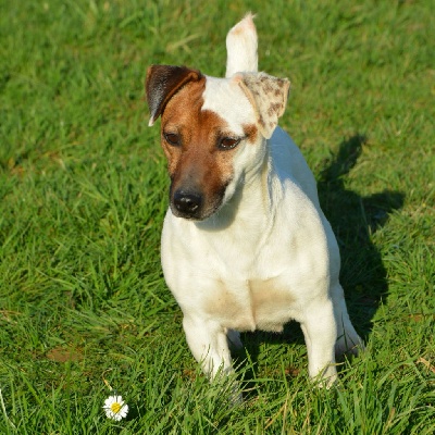 Étalon Jack Russell Terrier - Miss you Des Terriers Du Large