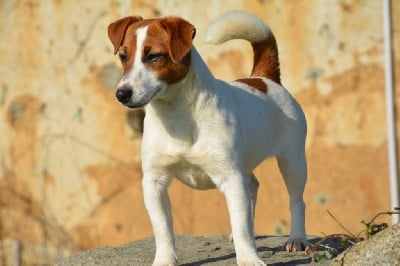 Étalon Jack Russell Terrier - olener getik Marika menardi