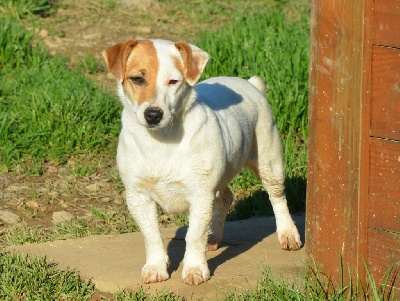Étalon Jack Russell Terrier - Pastelle (Sans Affixe)