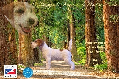 Étalon Jack Russell Terrier - testamento Dei dios