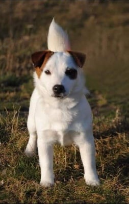 Étalon Jack Russell Terrier - souls plain Snowflakes