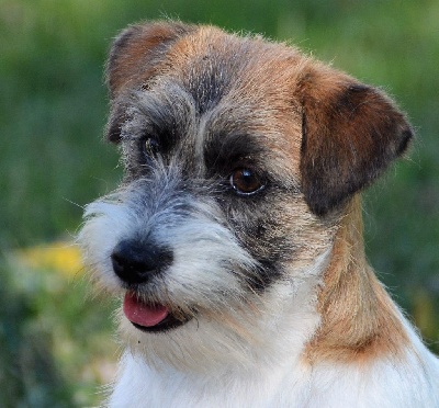Étalon Jack Russell Terrier - Of course Des Gerveilles