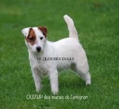 Étalon Jack Russell Terrier - Old'up Des Marais De L'Omignon