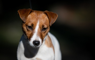 Étalon Jack Russell Terrier - Rumy du Bois de Compiègne