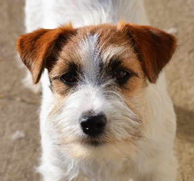 Étalon Jack Russell Terrier - So nice Des Gerveilles