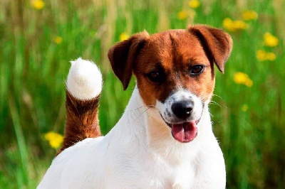 Étalon Jack Russell Terrier - Muneka brava maska hunter