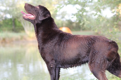 Étalon Labrador Retriever - Pink (Sans Affixe)