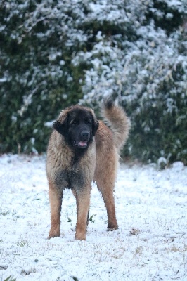 Étalon Leonberger - Risa leedo domaine tout y croit