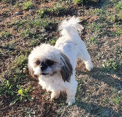 Étalon Shih Tzu - Rosabella Des Terres De Miss Blue