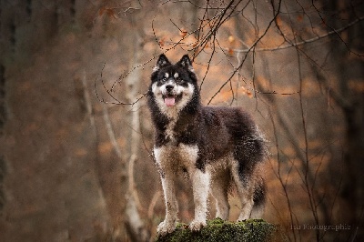 Étalon Siberian Husky - Magic Wolf Rheia