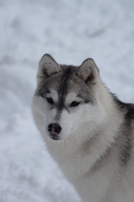 Étalon Siberian Husky - Raiden stay invisible to win Of cold winter nights
