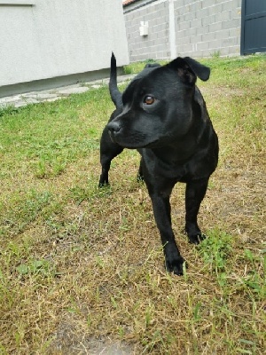 Étalon Staffordshire Bull Terrier - Staffordiamond's Remember my name