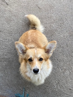 Étalon Welsh Corgi Pembroke - Phenomene of panama Opus Grande