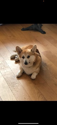 Étalon Welsh Corgi Pembroke - Gabri Jolies Truffes Princesse
