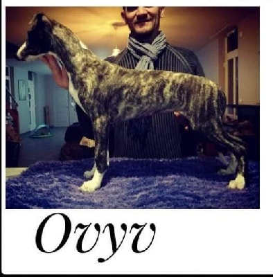 Étalon Whippet - Ovyv-new-millesime of Cyly of Course