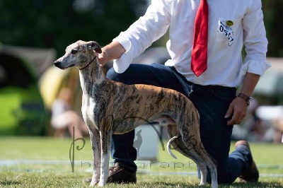 Étalon Whippet - Oniryque tanguy of Cyly of Course