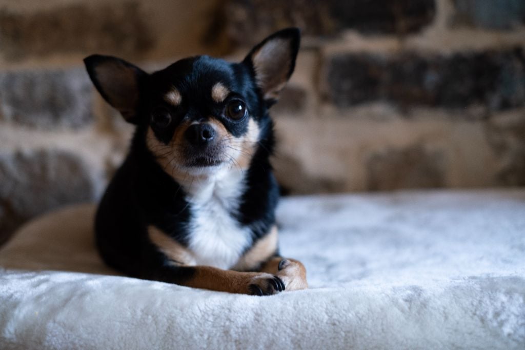 Les Chihuahua de l'affixe   De La Combe Des Bruyères
