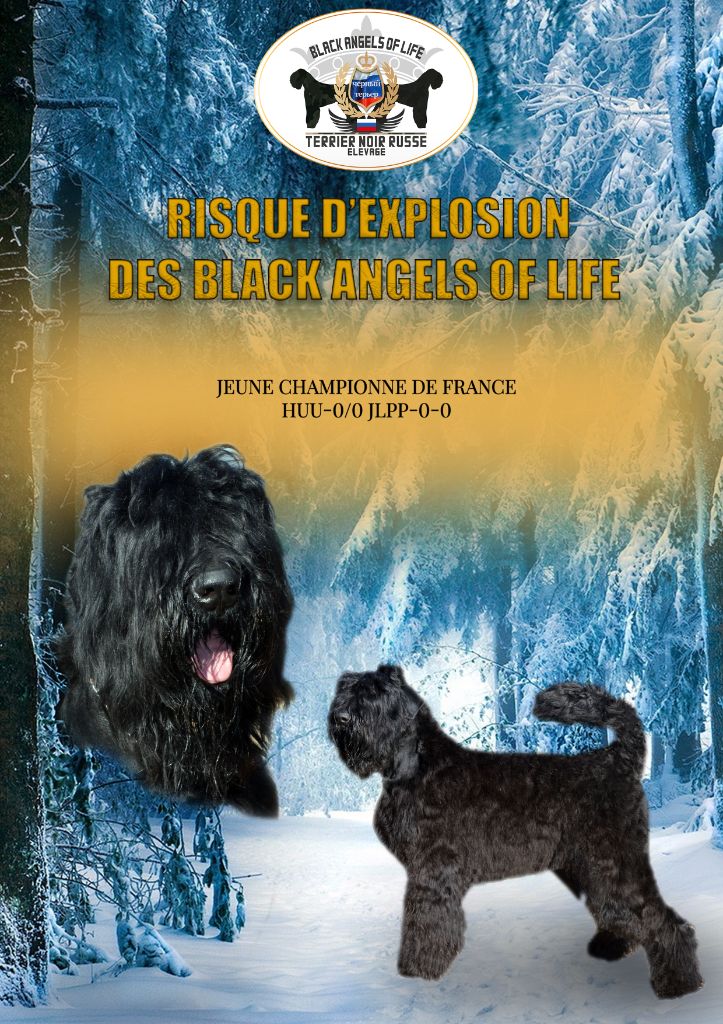 Terrier noir - Risque d'explosion Black Of Angels Life