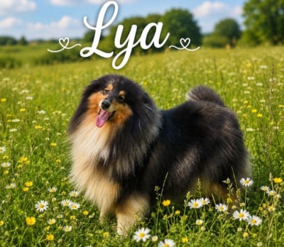 Étalon Colley à poil long - Ravissante lya des cigales Lyristes