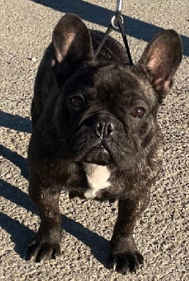Étalon Bouledogue français - Rescue Du Domaine De Charroi