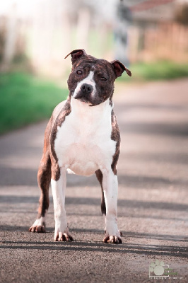 Étalon American Staffordshire Terrier - Pheebie De L'Empreinte De Dog'star