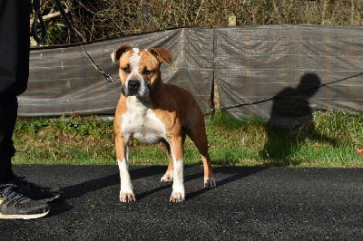 Étalon American Staffordshire Terrier - Royal Caribbean Staff pandora