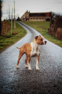 Étalon American Staffordshire Terrier - Back To Basic Rosie pure revelation