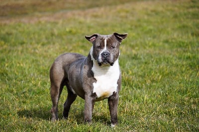 Étalon American Staffordshire Terrier - Paco blue paul de la crique de flojule
