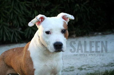 Étalon American Staffordshire Terrier - Saleen Of Miss And You