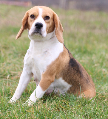 Étalon Beagle - Pim pam Du Mas De La Hillane