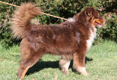 Étalon Berger Australien - Play boy des Dogs Calins