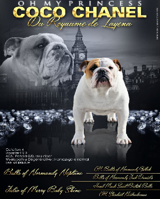 Étalon Bulldog Anglais - Oh my princess coco chanel Du Royaume De Layena