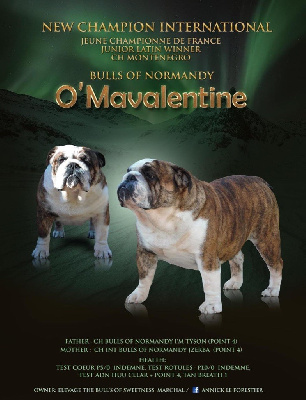 Étalon Bulldog Anglais - CH. bulls of normandy O'mavalentine