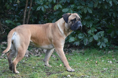 Étalon Bullmastiff - Rose du normand's bull